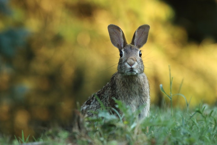 Image animal adorable, lapin dans un champ vert, image de paques gratuit joyeuses paques images, printemps photographie