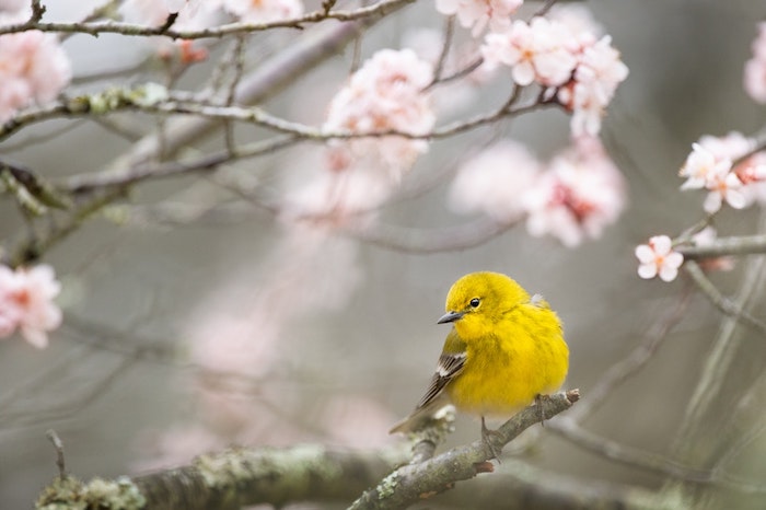 Oiseau jaune sur branche de cerisier fleurie, arbre en fleur beau, branche avec oiseau de printemps joli
