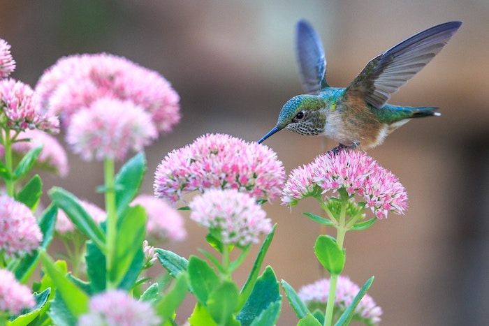 Chouette idée pour fond ecran nature, oiseau colibri et fleur rose couleur, paysage de printemps, croissance des végétaux