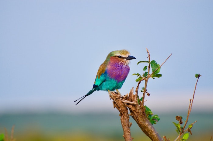 Fond d'écran paysage printemps, oiseau image printemps coloré, plante qui fleurisse et oiseau assise sur une branche 