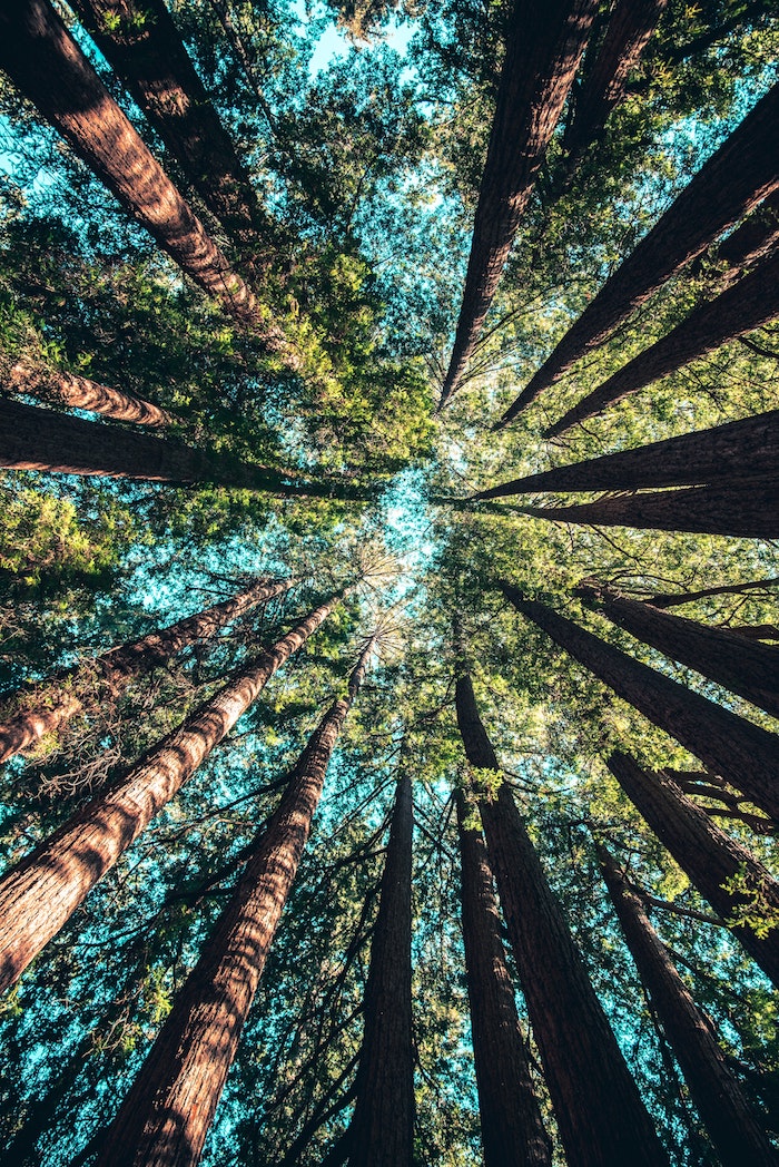 Belle image pour fond d'écran gratuit printemps, foret vert et ciel bleu image printemps, originale perspective photo foret les couronnes des arbres pins