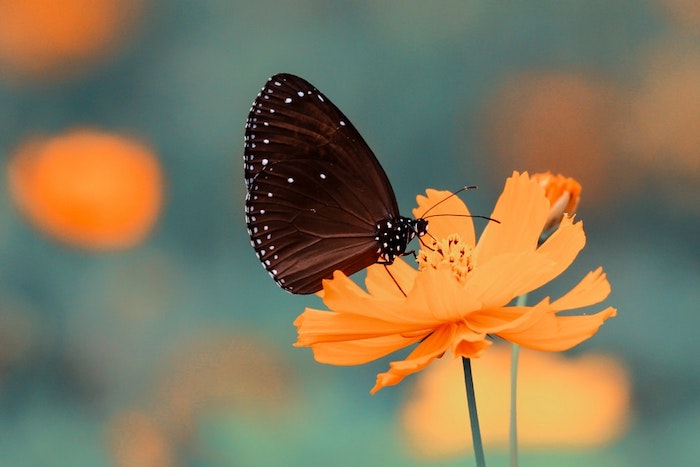 Papillon sur fleur orange, fond ecran paysage, image printemps, la beauté de la nature, beauté des papillons