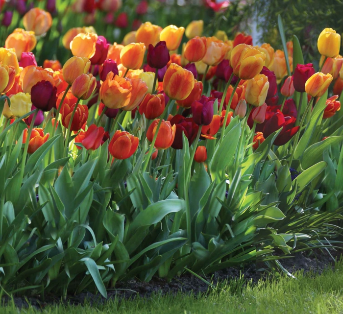 parterre de tulipes jaunes et burgundy, pelouse verte, créer un parterre devant maison avec tulipes