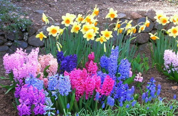 jonquilles et jacinthes, fleurs de printemps en massif, petite bordure fleurie, jardin fleuri