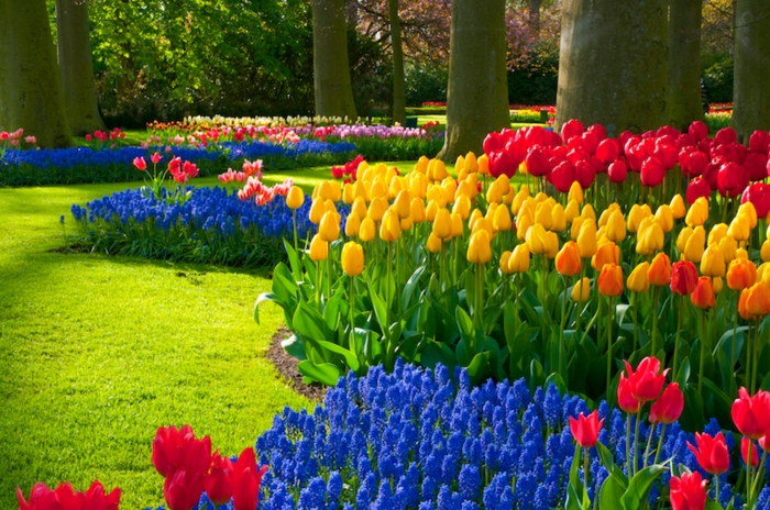 tulipes multicolores et fleurs bleues, pelouse verte ensoleillée, jacinthes bleues, forêt
