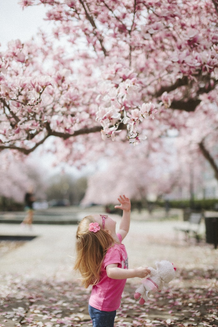 Petit fille heureuse de découvrir le printemps, lunettes, t-shirt rose et jean, main vers l'arbre fleurie, arbre japonais cerise fleurie