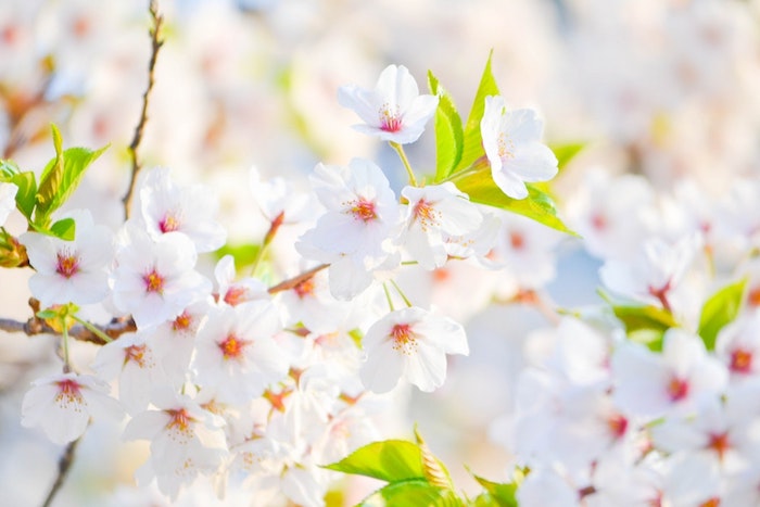 Blanches fleurs d'arbre fruitier, image printemps fond d'écran printemps, image printemps paysage