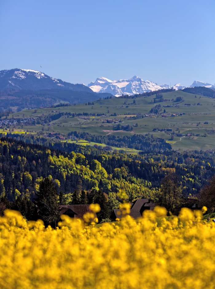 Montagne, champ jaune et champ vert, photo printemps, fond d'écran printemps, paysages de campagne au printemps
