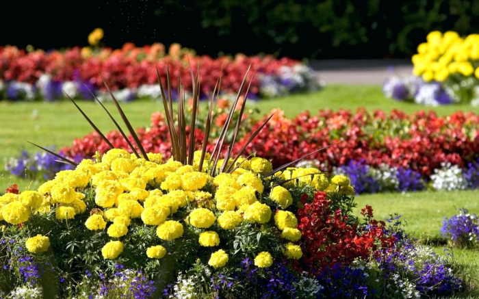 fleurs plantées en groupes, massifs fleuris multicolores, pelouse, jardin avec des parterres fleuris
