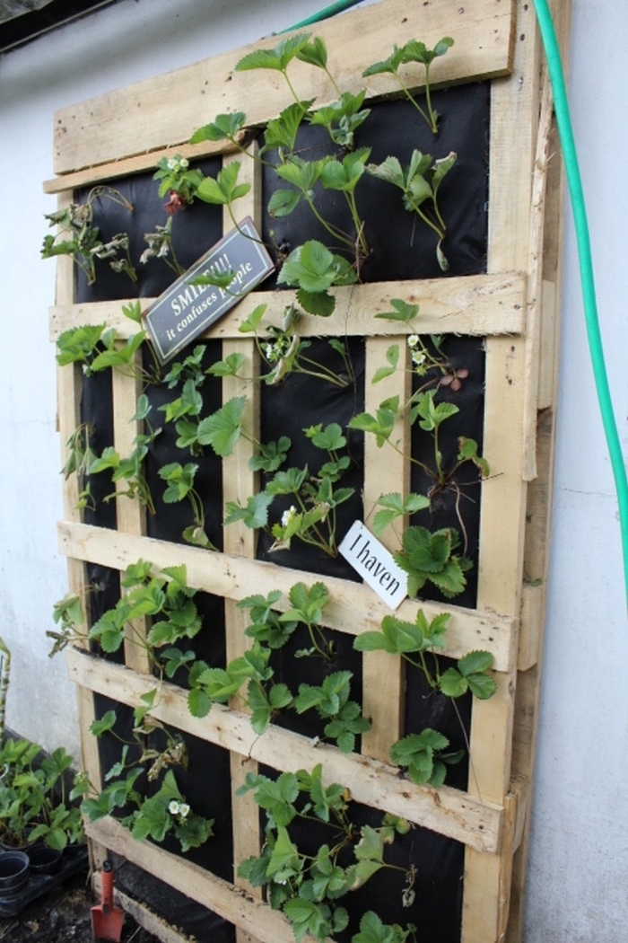 une plantation de fraisiers à la verticale dans une jardinière en palette fixée au mur