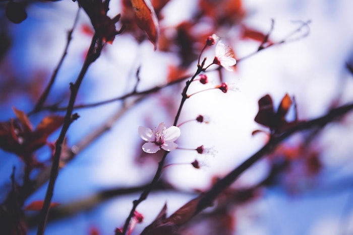 Arbre fleurie au printemps, fond ecran paysage, fond ecran fleur, photo coloré, la beauté de la nature 