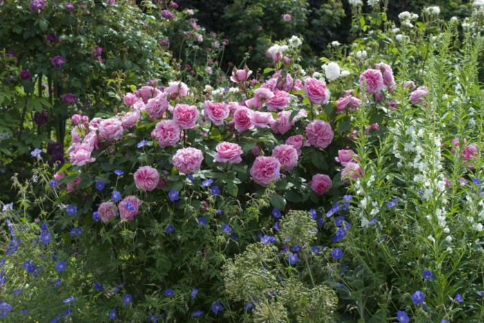 massif de fleurs magnifiques, exemples massifs vivaces, roses, petites fleurs bleues, fleurs blanches