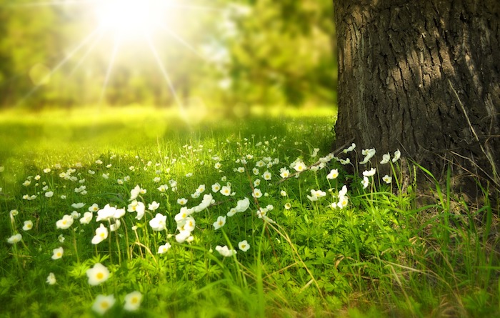 Champ veer fleurie pour fond ecran nature, paysage fantastique fond d'ecran, soleil de printemps