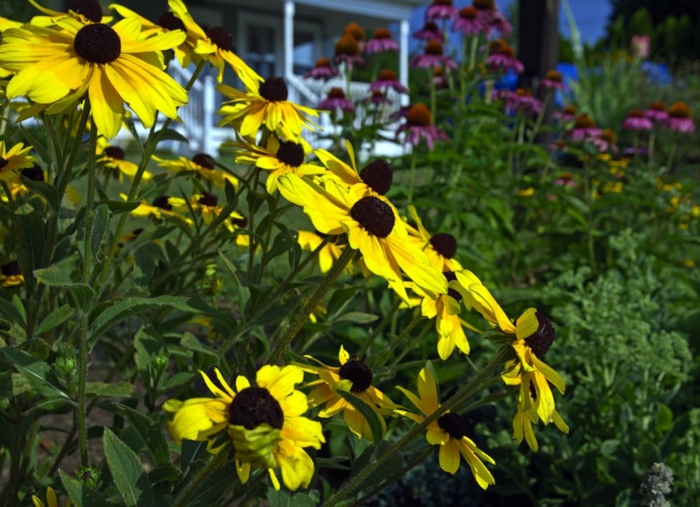 fleurs jaunes fleuries dans un jardin vert, massif de fleurs devant la maison