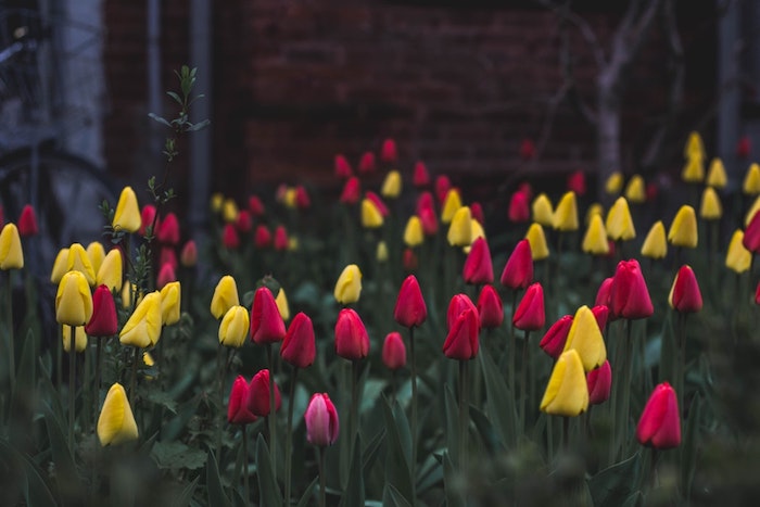 Champs couvert de tulipes a differents couleurs, belles images de paques, carte joyeuses pâques nature renaissance