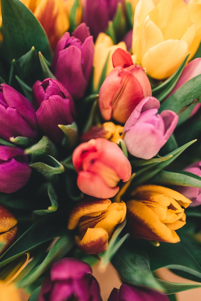 Bouquet de tulips colorés, fond d'écran paysage printemps, paysage japonais fond d'écran, belle photo à utiliser comme fond d'écran pour son téléphone
