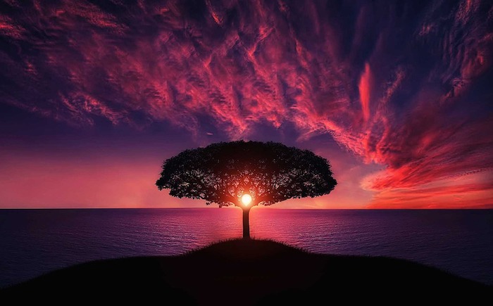 L'arbre de la vie, coucher de soleil océan paysage japonais arbre beau, fond d'écran coucher de soleil au bord de la mer, fond ecran nature, belle photographie