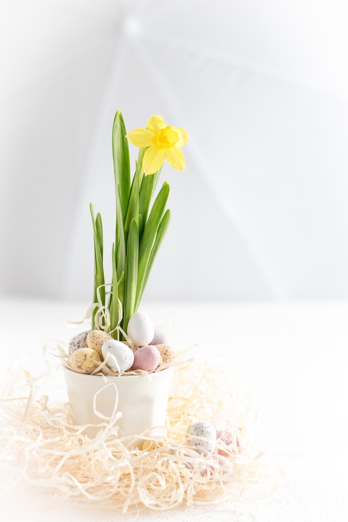 Narcis dans un pot décoré d'oeufs minatures colorés, carte joyeuses pâques, belle image joyeuses paques en bonne humeur 