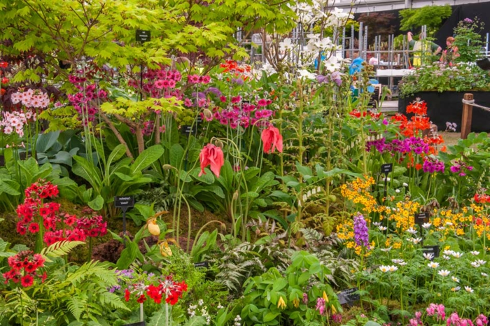 exemples massifs vivaces, jardin fleuri avec un emultitude d'espèces, parterre devant maison