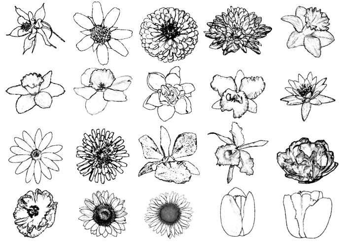 Fleurs différentes noir et blanc fleur de lys dessin simple dessin fleur noir et blanc dessin à reproduire
