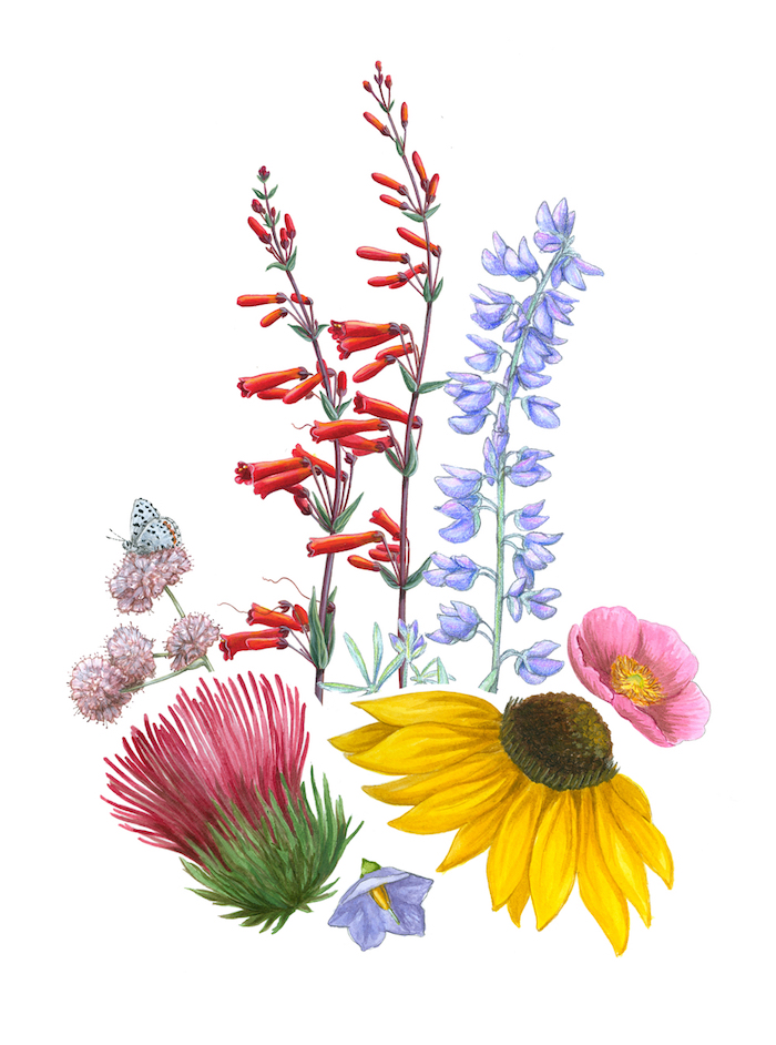 Coloré dessin de fleurs sauvages, apprendre a dessiner facilement, comment dessiner une fleur réaliste