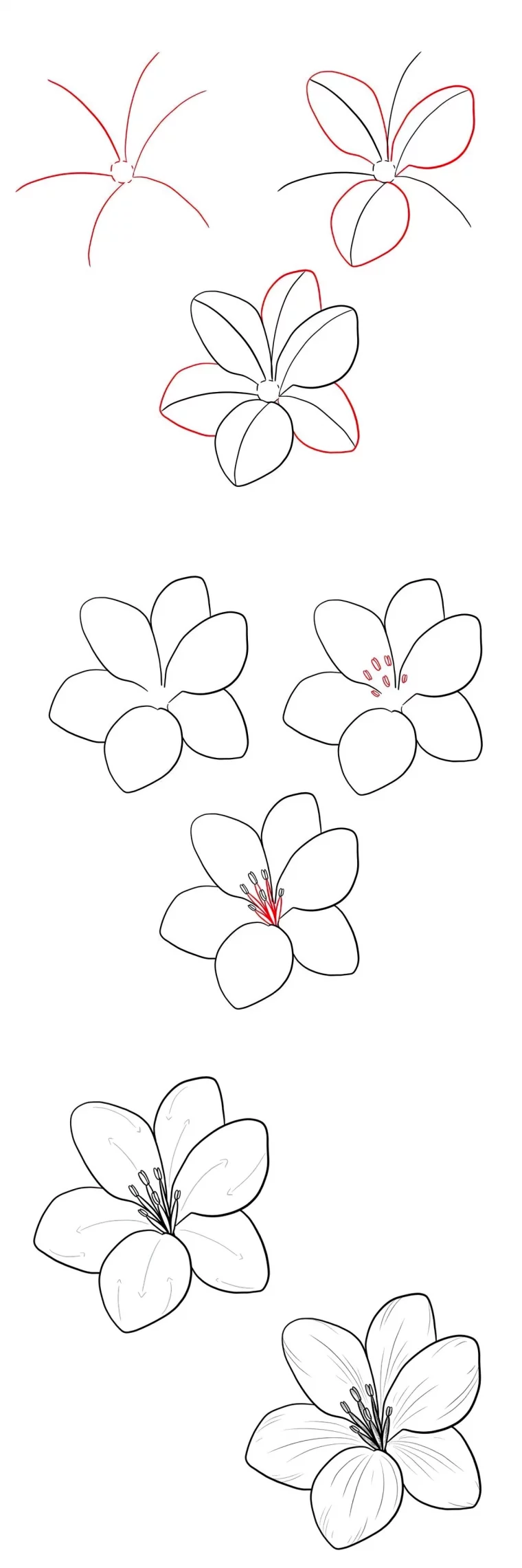 dessin fleur de lys pas a pas facile lignes petales courbes