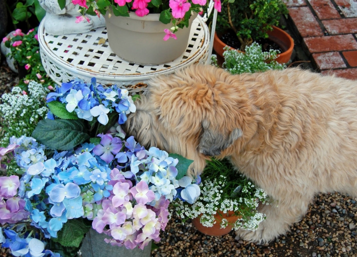 tabouret blanc, hortenzias beus et lilas, chien beige, deco de jardin coloré et frais