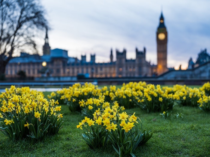 Londres beau paysage urbain, fond d'écran paysage, beauté contemporaine Big Ben et fleurs de printemps 