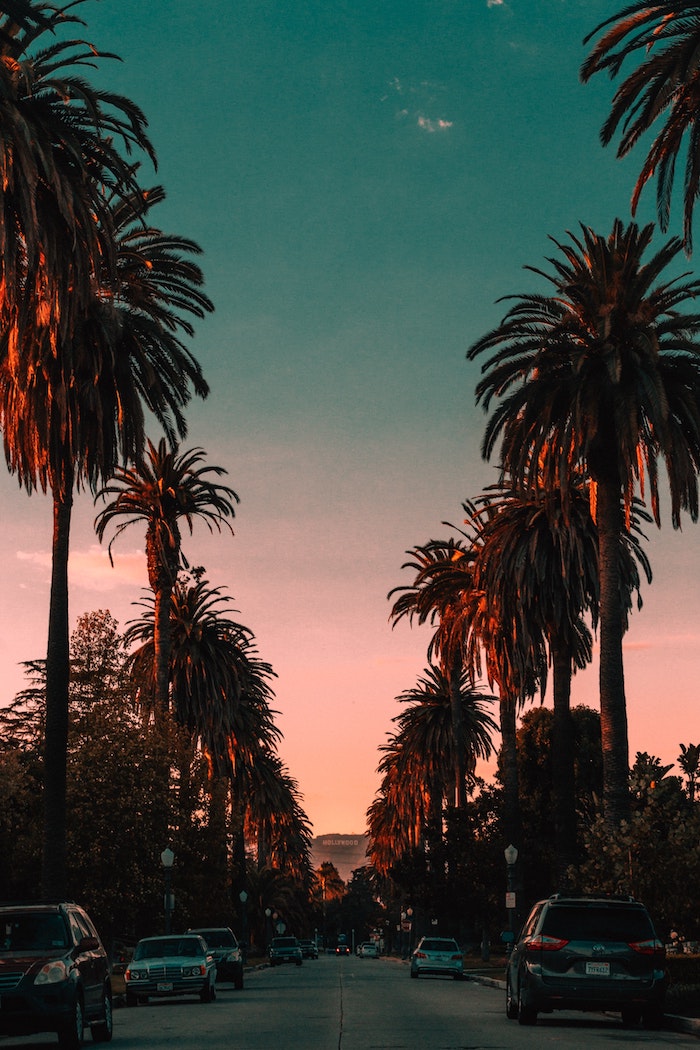 Los Angeles palmes hautes au coucher de soleil le meilleure temps pour prendre des photos, paysage ville, fond d'écran paysage, lignes épurées et couleurs froides