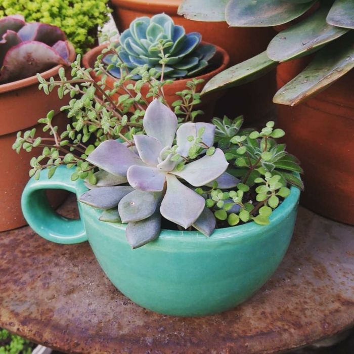 tasses et pots de jardin, succulentes plantées en pots colorés, aménagement jardin