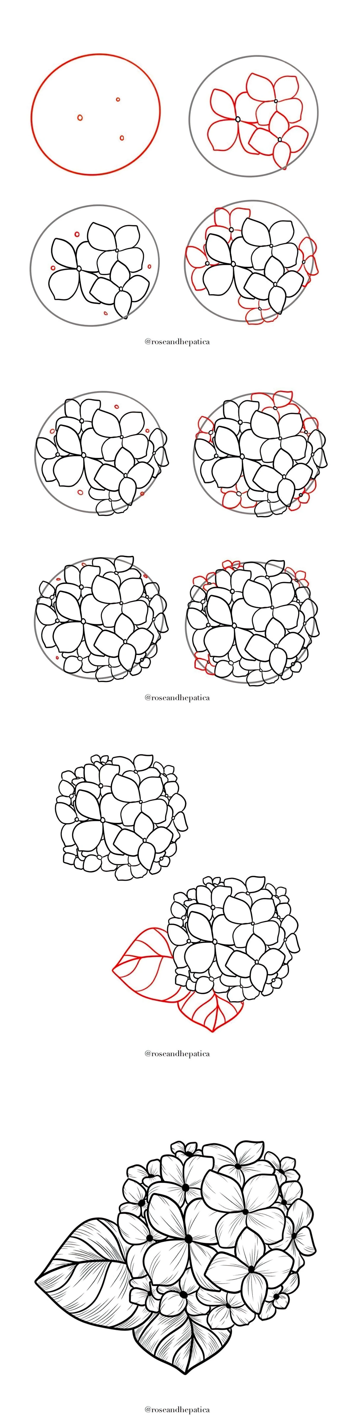 tuto comment dessiner hortensia hydrangea floraison petales