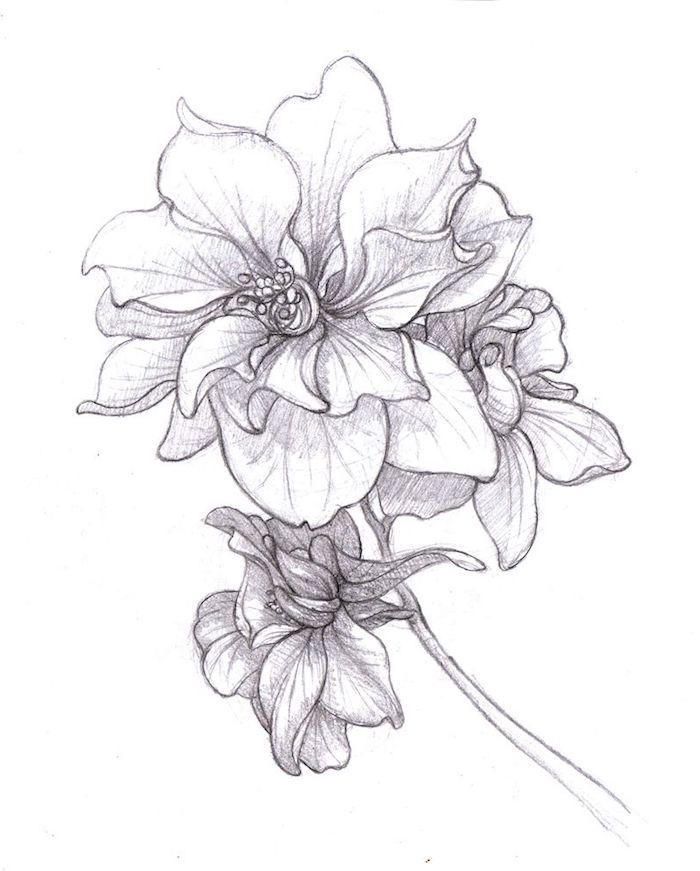 Fleur ouvert dessin au crayon noir, fleur dessin couleur dessin etape par etape art simplement expliqué