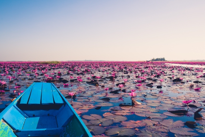 paysage paradisiaque pris d'un lac aux nénuphars roses, idée fond d écran magnifique pour ordinateur ou notebook