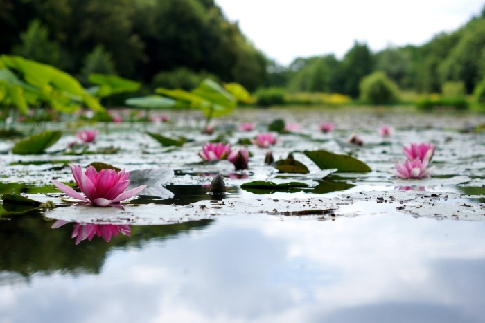 photo de la nature vierge dans un lac au printemps, idée fond ecran printemps, exemple de fond d écran zen