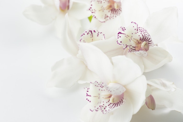 Orchidées blanches fond d'écran de beauté nature, image bonne fete maman, bonne fete des meres, carte fete des meres
