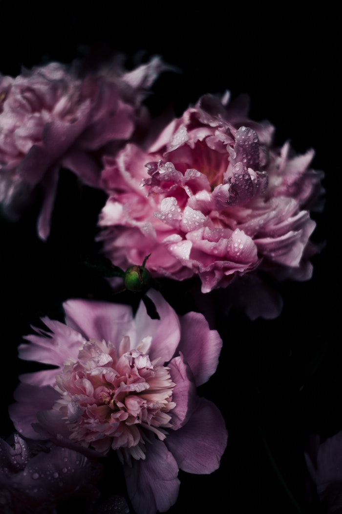 Pivoines roses avec petites goutes d'eau photographie professionnelle de fleur à fond noir, texte pour la fete des mere, idee fete des meres