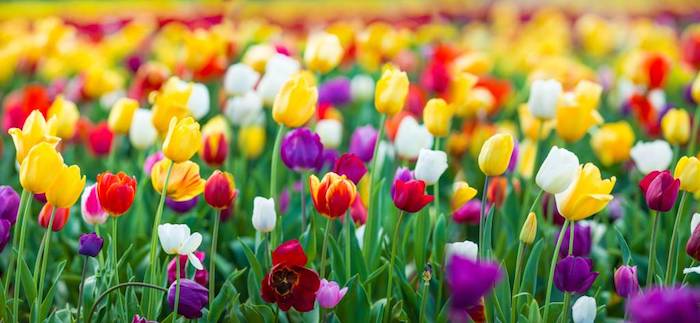 Jardin de beauté au printemps, entretenir ses tulipes pour avoir un beau jardin coloré au printemps 