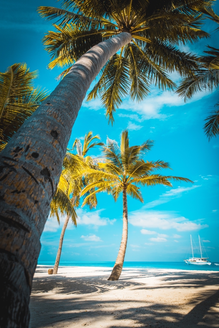 idée paysage exotique comme fond d'écran iphone, exemple fond d écran gratuit avec ciel bleu et palmiers sur la plage blanc