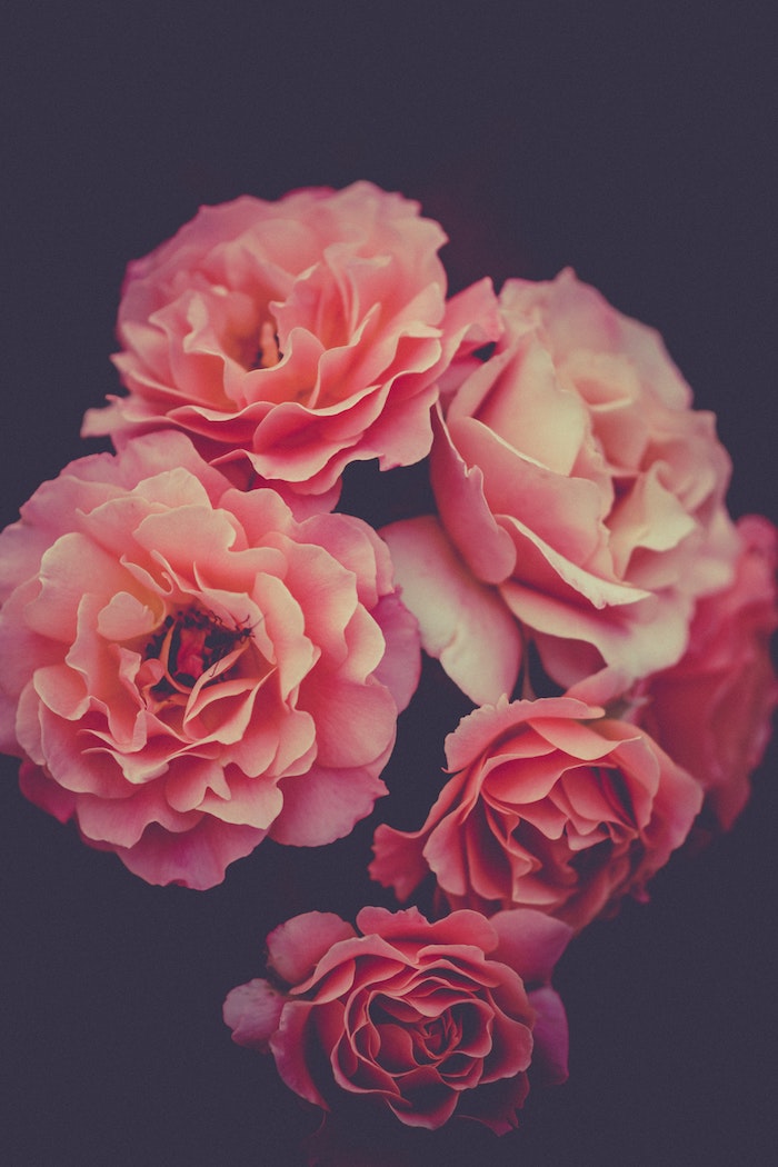 Fleurs de printemps à fond noir, photographie fleurie roses de beauté, image fête des mères, envoyer message à maman