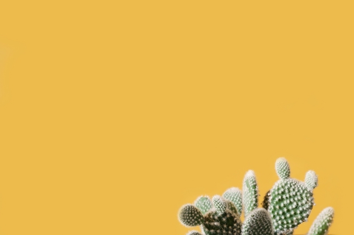 wallpaper ordinateur sur le thème des cactus, customiser son desktop avec fon decran monocrome et petite plante dans le coin