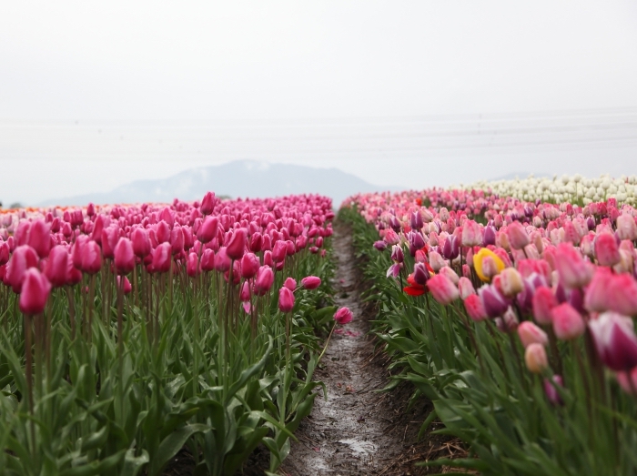 photographie incroyable, fond ecran printemps, cadre photo de la nature, customiser son écran avec une photo de tulipes pour le printemps, 