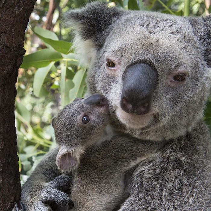 Koala et son petit photo à envoyer à sa mère, texte pour la fete des mere, image fête des mères