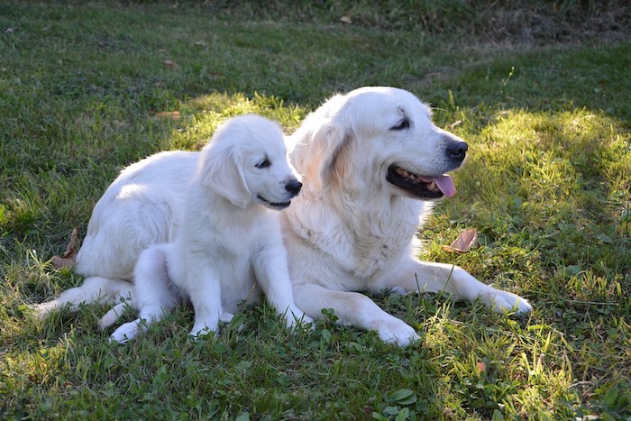 le-chien-bébé-et-maman-golden-retriever-photographie-adorables-animaux-belles-images-fete-des-meres-bonne-fete-maman-image-pelouse-et-chiens-mignons Mignonne image de deux golden retrievers dans un jardin, image fête des mères, cadeau fete des meres, les plus belles photos