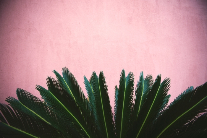 customiser son écran avec un wallpaper original, idée photographie minimaliste avec palmes à fond rose pastel