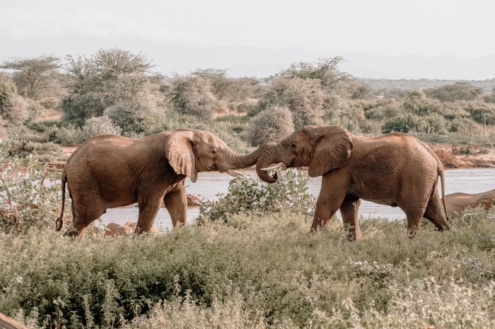 fon decran pour pc, idée photo de la nature avec couple éléphants, exemple wallpaper pour ordinateur avec paysage naturel