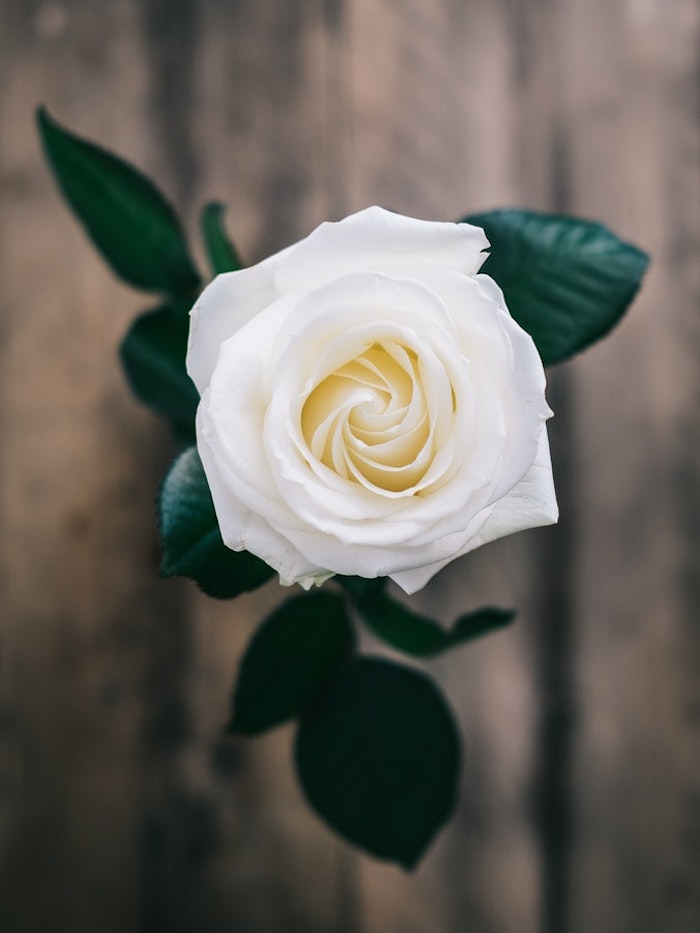 Blanche rose photo de haut, images fete des meres gratuite, carte fête des mères, vase avec fleur photo à envoyer 