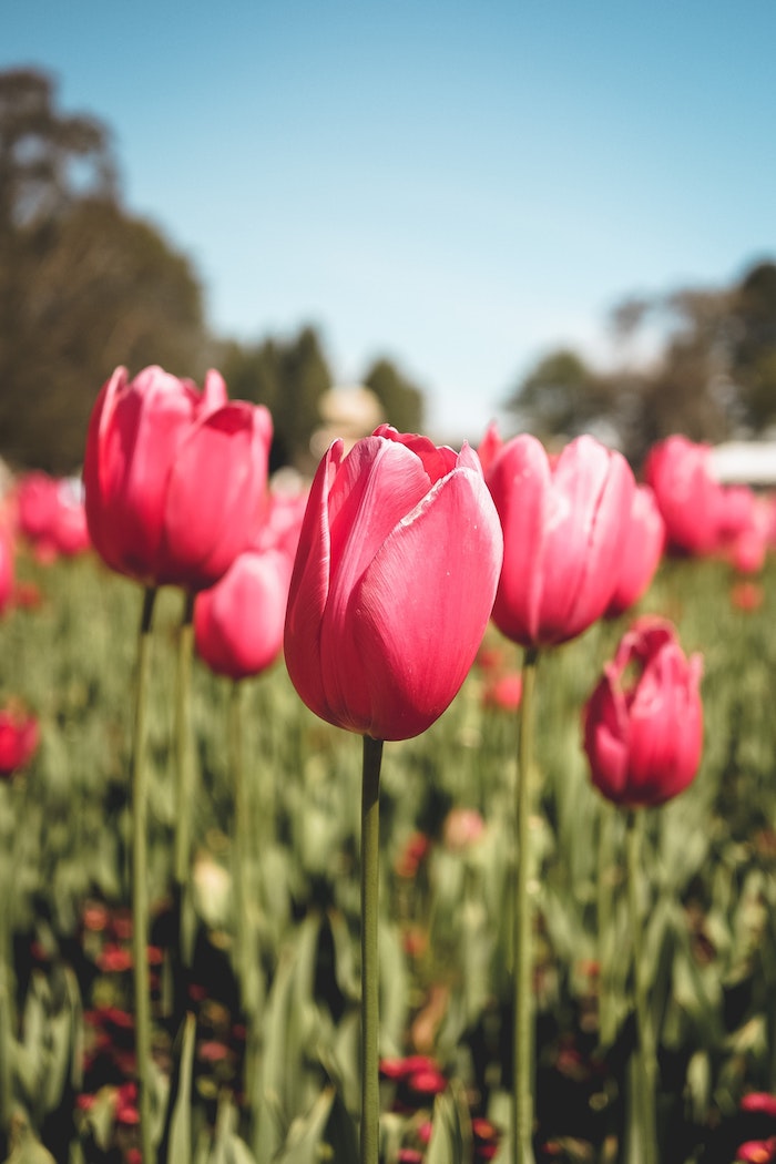 La tulipe, une fleur symbolique, beau jardin avec tulipes, plantation de tulipes comment l'entretenir