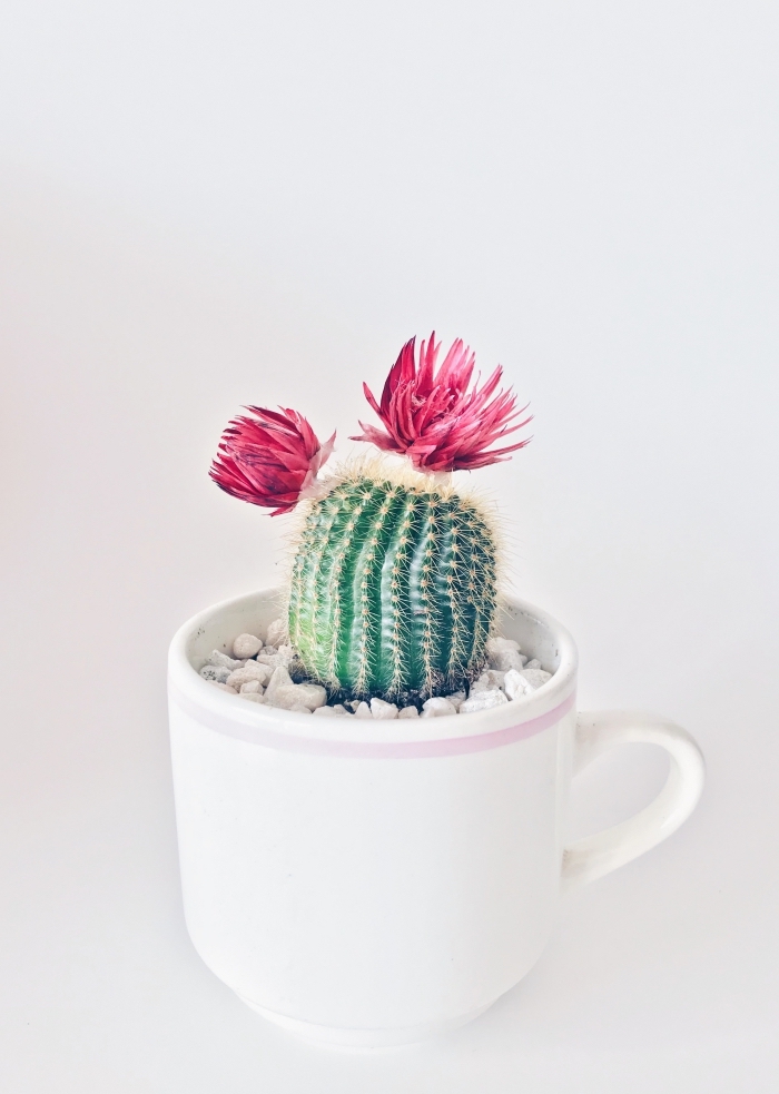 comment faire une photo cool avec objet minimaliste, exemple de fond ecran smartphone avec un mini cactus
