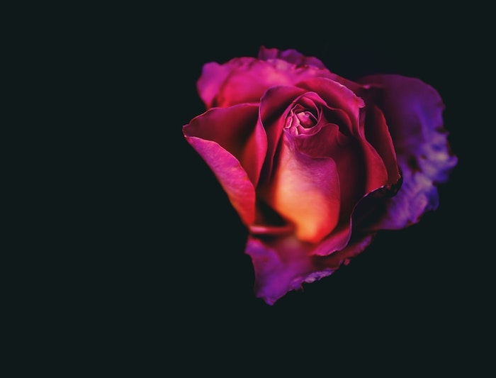 Rose à la forme de coeur, joli ombré effet de rose et violet à fond noir, idee fete des meres, photo fete des meres, image fete des meres