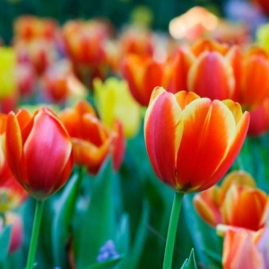 Comment bien choisir ses tulipes ? Les conseils des pros !